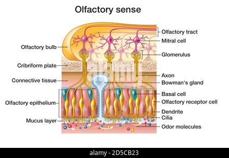 Der Geruchssinn und die detaillierte Darstellung des Geruchssinns Region Stockfoto