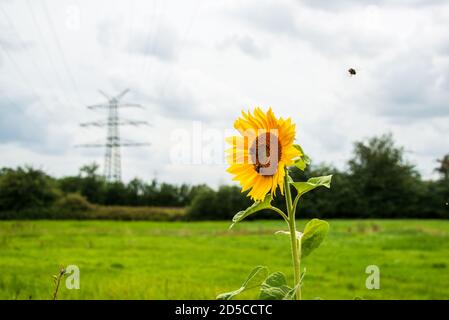 Die Sonnenblume mit Hummeln auf einer Wiese vor einem Hochspannungsmast Als Symbol für den Schutz der Umwelt Stockfoto