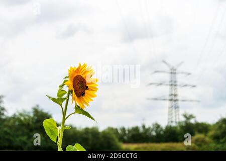 Die Sonnenblume mit Hummeln auf einer Wiese vor einem Hochspannungsmast Als Symbol für den Schutz der Umwelt Stockfoto