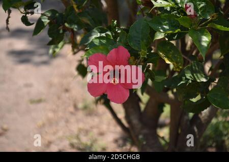 Schöne rosa Hibiskusblüte Stockfoto