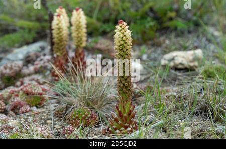 Orostachys spinosa wächst auf steinigen Oberflächen. Selektiver Fokus. Pflanzen der Insel Olchon am Baikalsee. Stockfoto