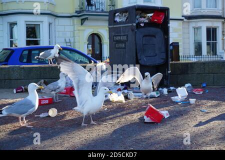 Scavenging Hering Möwen kämpfen für Abfälle Lebensmittel in Mülleimern nach Covid Lockdown endet Stockfoto