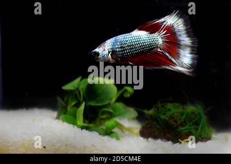 Betta Fisch, ein beliebter Fisch im Aquarium Handel. Auch bekannt als die Siam kämpfen Fisch. Stockfoto