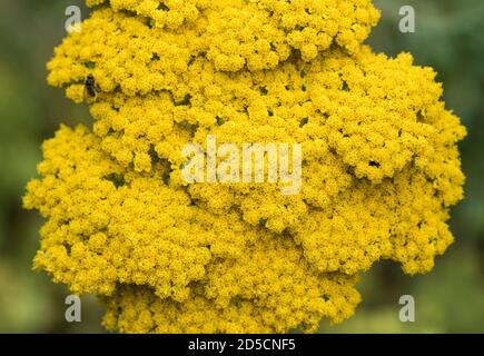 Eine Nahaufnahme der leuchtend gelben Blüten von Moonshine Yarrow - Achillea Moonshine. Stockfoto