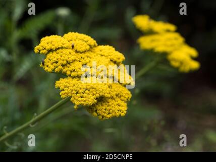Eine Nahaufnahme der leuchtend gelben Blüten von Moonshine Yarrow - Achillea Moonshine. Stockfoto