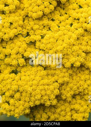 Eine Nahaufnahme der leuchtend gelben Blüten von Moonshine Yarrow - Achillea Moonshine. Stockfoto
