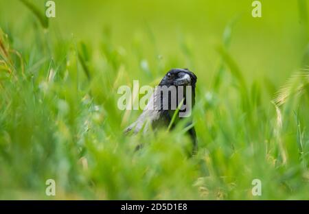 Nahaufnahme einer Krähe mit Kapuze. Er versteckt sich im hohen Gras. Er schaut direkt in die Kamera. Stockfoto