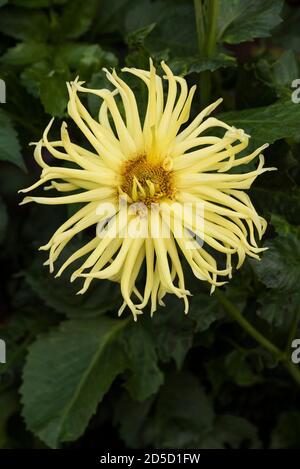 Hellgelbe Kaktus Dahlia. Stockfoto