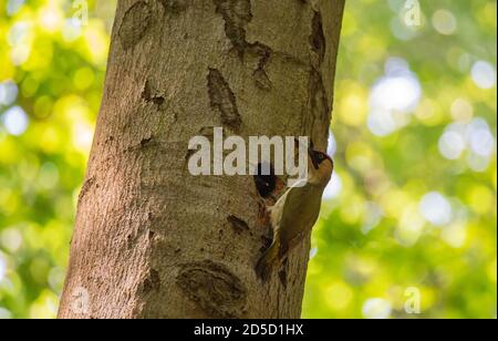 Nahaufnahme eines Grünspechtes mit jung an der Bruthöhle hoch oben in einer Buche. Stockfoto