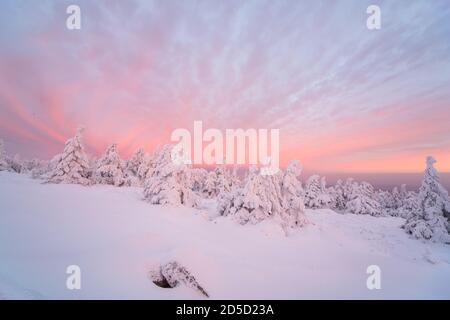 Winter auf dem Brocken. Sonnenaufgang, die aufgehende Sonne erhellt sowohl die Wolken als auch die schneebedeckten Bäume. Der Horizont ist teilweise tiefrot beleuchtet. Stockfoto