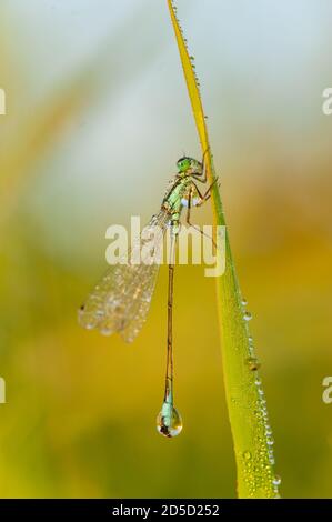 Ein Dragonfley, bedeckt mit Tau, sitzt auf einem Grashalm. Die aufgehende Sonne spiegelt sich in jedem Tau-Tropfen wider. Stockfoto