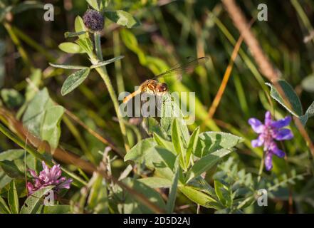 Gemeine Darter Dragonfly trocknet in der Morgensonne in Kibblesworth Brick Pools, Nordostengland Stockfoto