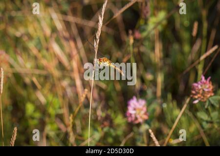 Weibliche Gemeine Darter Libelle ruht unter Gras in Kibblesworth, Nordostengland Stockfoto