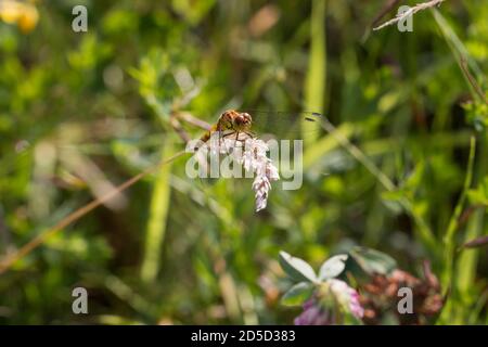 Weibliche Gemeine Darter Libelle ruht unter Gras in Kibblesworth, Nordostengland Stockfoto