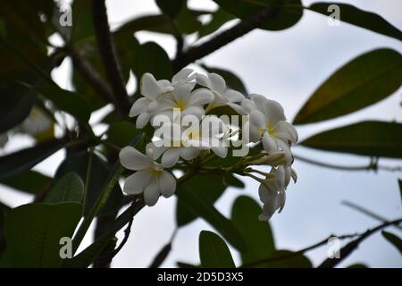 Weiße Plumeria Rubra Stockfoto