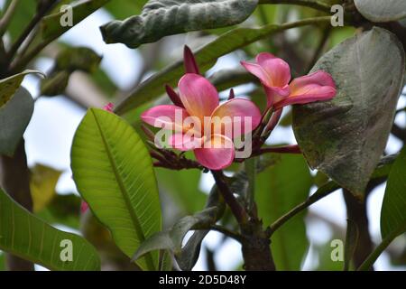 Red Plumeria Rubra (Ansicht schließen) Stockfoto