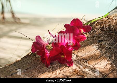 Nahaufnahme von rosa tropischen Frangipani oder Plumeria Blumen liegen auf Kokospalme auf verschwommenem Sandstrand Hintergrund. Stockfoto