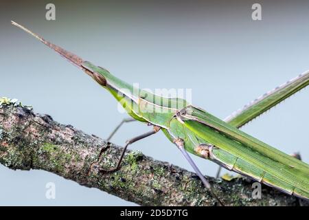 Kegelkopfgrasshopper (Acrida ungarica) Stockfoto