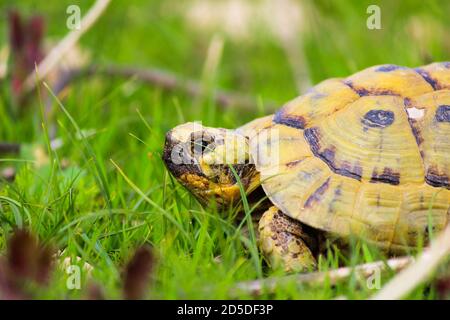 Eine Schildkröte, die auf Gras läuft und isst Stockfoto