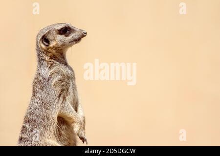 Soft Focus Meerkat Portrait Standing Guard mit Kopie wegschauen Platz Stockfoto