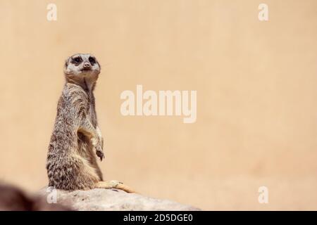 Soft Focus Meerkat Portrait Standing Guard mit Kopie wegschauen Platz Stockfoto