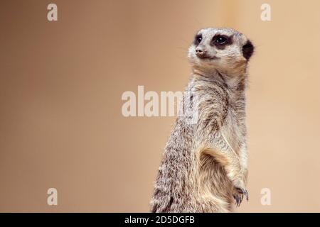 Soft Focus Meerkat Portrait Standing Guard mit Kopie wegschauen Platz Stockfoto