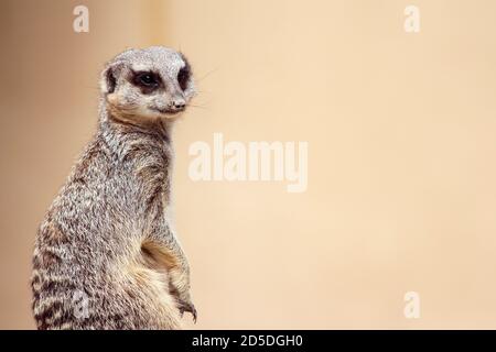 Soft Focus Meerkat Portrait Standing Guard mit Kopie wegschauen Platz Stockfoto