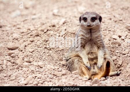 Lazy Meerkat sitzt spielerisch auf Wüstensand & Steine entspannend Stockfoto