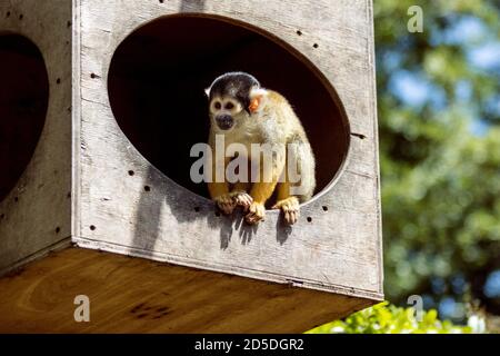 Vorsichtiger Eichhörnchen-Affe stand in einem hölzernen Kasten Eingang Innerhalb eines Zoogeheges Stockfoto