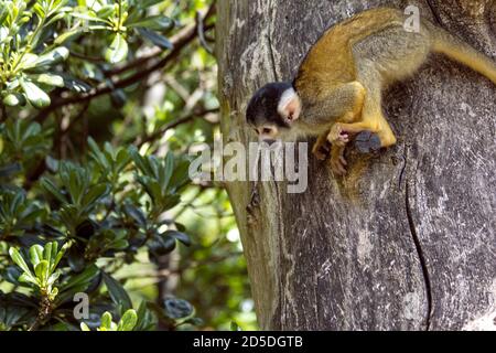 Eichhörnchen Affe auf Baumrinde bereit, in stürzen thront Ein Zoo-Gehege Stockfoto