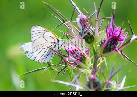 Schmetterling Schwarz-Ader weiß Aporia crataegi, der schwarz-Ader weiß, ist ein großer Schmetterling der Familie Pieridae Stockfoto