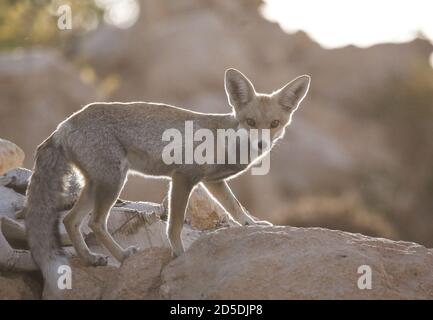 Rotfuchs (Vulpes vulpes) Welpen am Lair Stockfoto