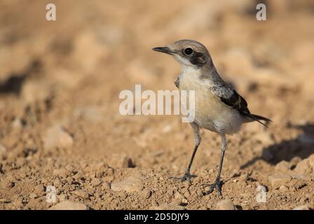 Wüstenwanz (Oenanthe deserti), auf dem Boden stehend Stockfoto