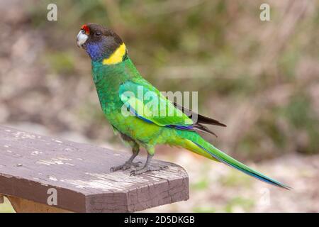 Australischer Ringneck im John Forrest National Park in Perth, Westaustralien Stockfoto