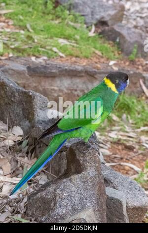 Australischer Ringneck im John Forrest National Park in Perth, Westaustralien Stockfoto