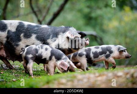 Ferkel und Schweine ernähren sich auf dem Waldboden des New Forest auf der Suche nach Eicheln und anderen Nüssen im Rahmen der Pannage-Saison, wenn die Schweine frei herumlaufen. Stockfoto