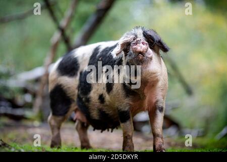 Ferkel und Schweine ernähren sich auf dem Waldboden des New Forest auf der Suche nach Eicheln und anderen Nüssen im Rahmen der Pannage-Saison, wenn die Schweine frei herumlaufen. Stockfoto