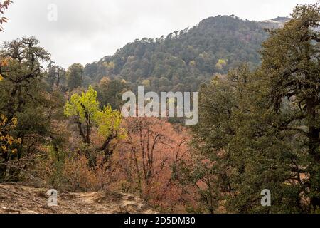 Bunte, dichte, grüne Wälder auf dem Ratapani-Grat in der Nähe des Himalaya-Dorfes Munsyari in Uttarakhand. Stockfoto