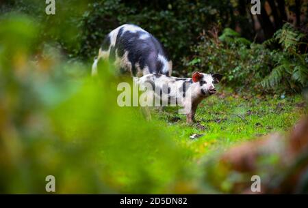 Ferkel und Schweine ernähren sich auf dem Waldboden des New Forest auf der Suche nach Eicheln und anderen Nüssen im Rahmen der Pannage-Saison, wenn die Schweine frei herumlaufen. Stockfoto