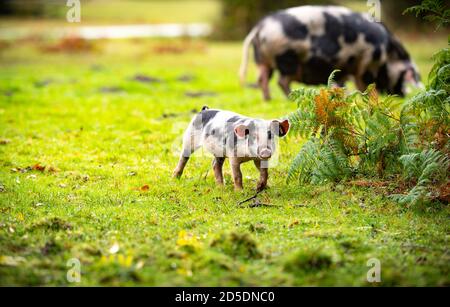 Ferkel und Schweine ernähren sich auf dem Waldboden des New Forest auf der Suche nach Eicheln und anderen Nüssen im Rahmen der Pannage-Saison, wenn die Schweine frei herumlaufen. Stockfoto