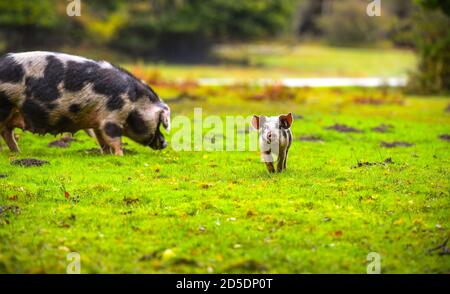 Ferkel und Schweine ernähren sich auf dem Waldboden des New Forest auf der Suche nach Eicheln und anderen Nüssen im Rahmen der Pannage-Saison, wenn die Schweine frei herumlaufen. Stockfoto