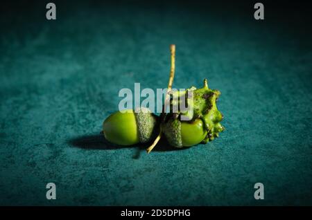 Zwei Eicheln auf demselben Zweig, eine perfekt und eine entstellt als knopper Gall. Das Bild könnte als Konzeptbild verwendet werden, das zwei Seiten einer Geschichte zeigt. Stockfoto