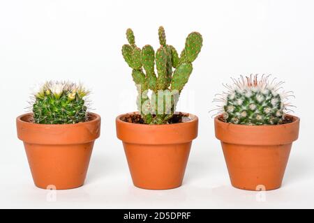 Kleiner Kaktus mit Dornen in einem Topf auf weißem Hintergrund Stockfoto