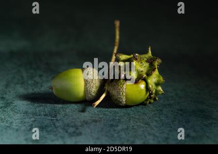 Zwei Eicheln auf demselben Zweig, eine perfekt und eine entstellt als knopper Gall. Das Bild könnte als Konzeptbild verwendet werden, das zwei Seiten einer Geschichte zeigt. Stockfoto