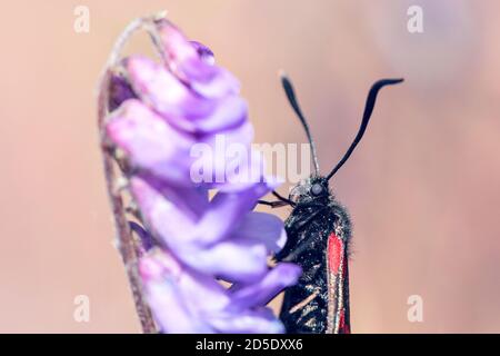 Fünf 5 Punkt Burnett Moth Fütterung auf einem lila getufteten Vetch Stockfoto