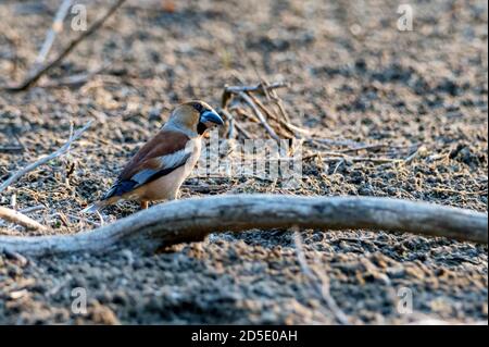 Nahaufnahme von grosbeak oder Coccothraustes coccothrautes auf einem Zweig. Stockfoto