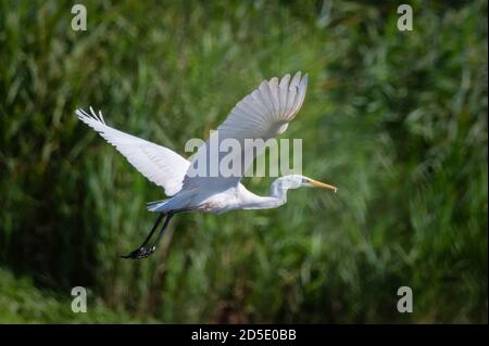 Silberreiher oder Ardea Alba fliegen über das Grün Stockfoto