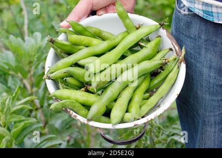 Saubohnen. Vicia faba „Bunyards Ausstellung“. Frisch geerntete Saubohnen in einem Sieb, der in einem heimischen Küchengarten angebaut wird. VEREINIGTES KÖNIGREICH Stockfoto