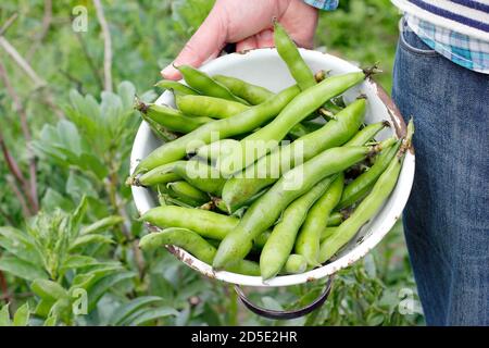 Saubohnen. Vicia faba „Bunyards Ausstellung“. Frisch geerntete Saubohnen in einem Sieb, der in einem heimischen Küchengarten angebaut wird. VEREINIGTES KÖNIGREICH Stockfoto