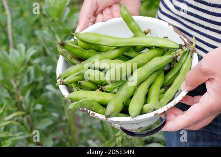 Saubohnen. Vicia faba „Bunyards Ausstellung“. Frisch geerntete Saubohnen in einem Sieb, der in einem heimischen Küchengarten angebaut wird. VEREINIGTES KÖNIGREICH Stockfoto